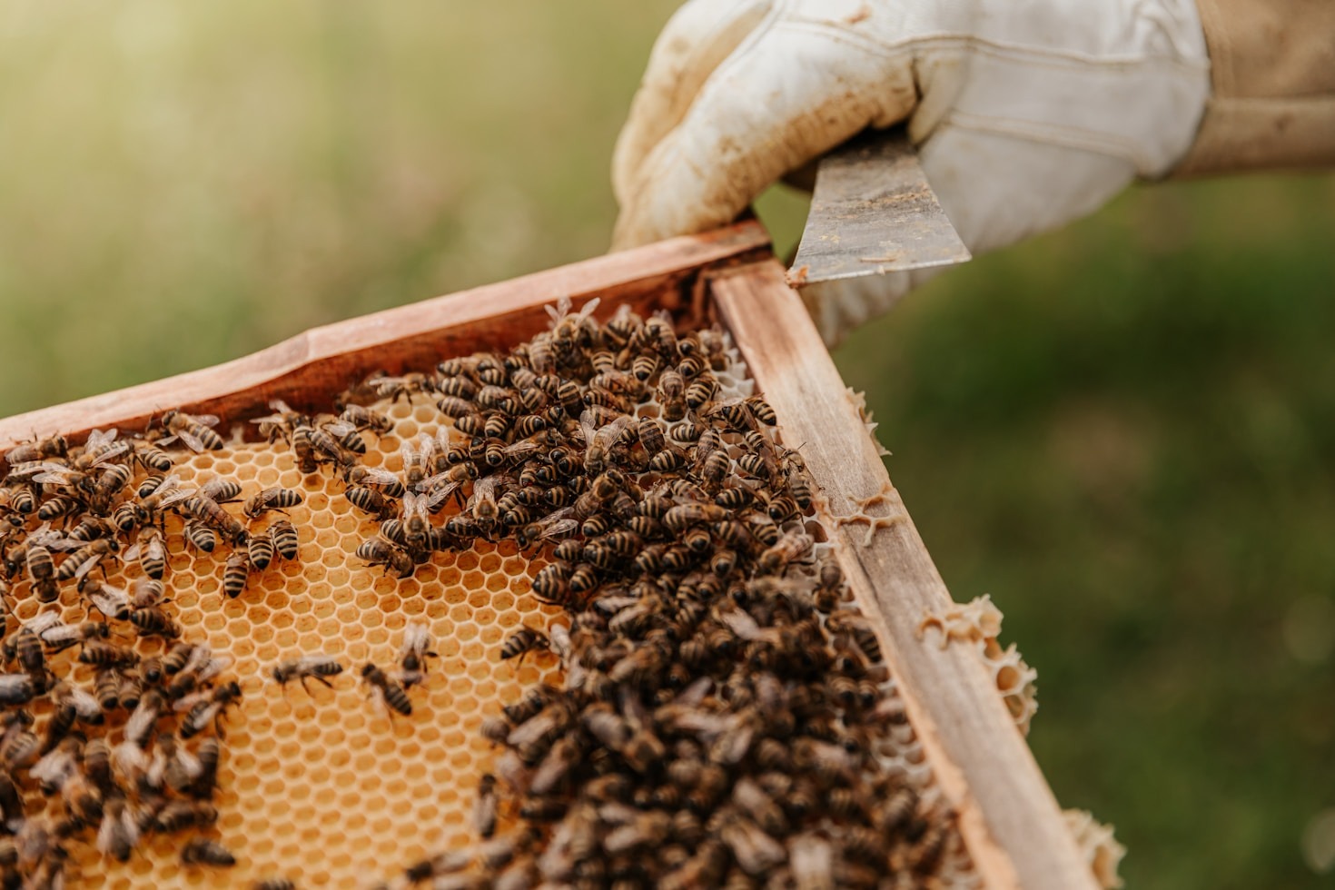 How Quizzes Can Enhance Your Beekeeping Skills