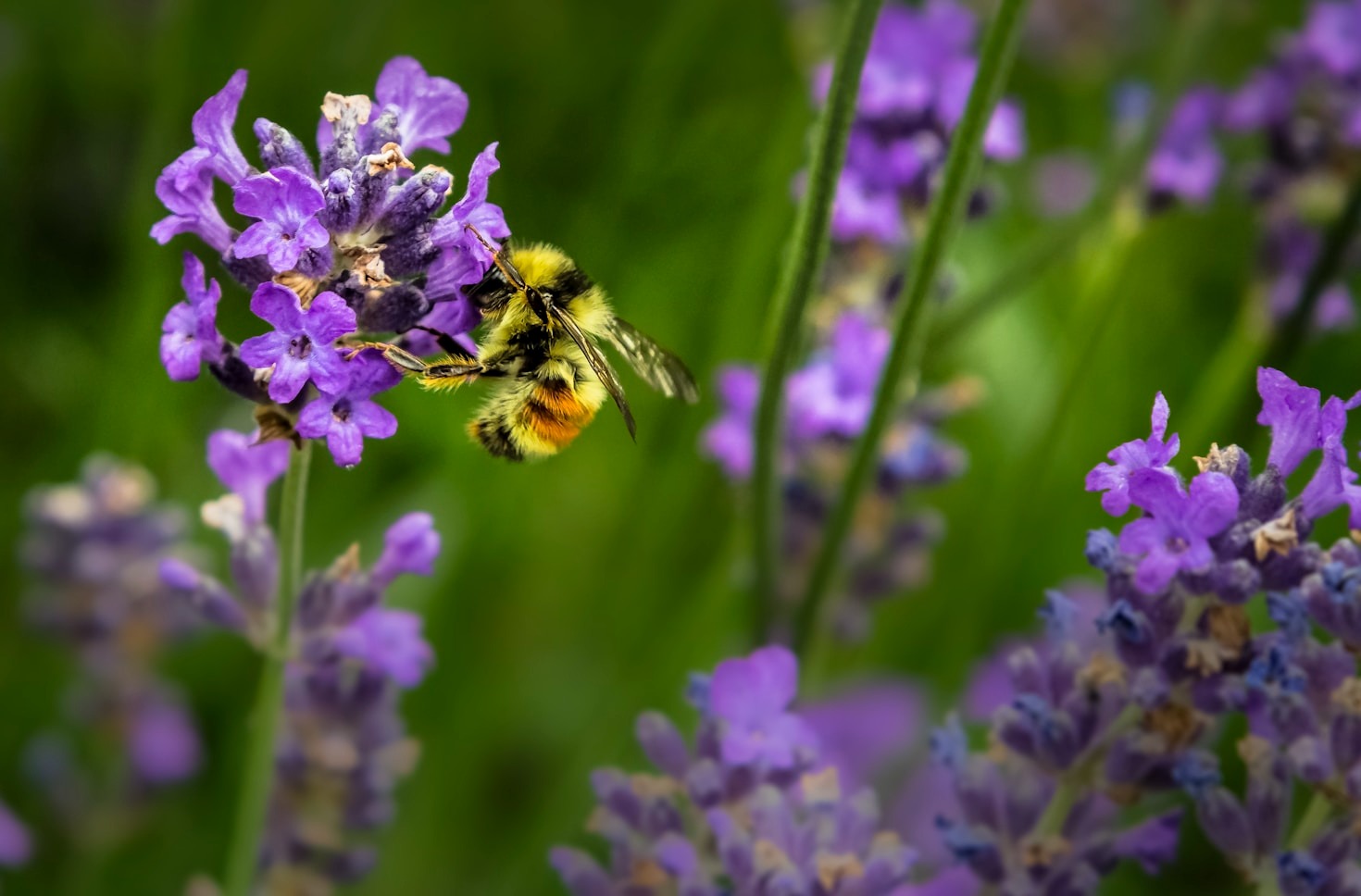 Regional Beekeeping Practices: Learning From Experts