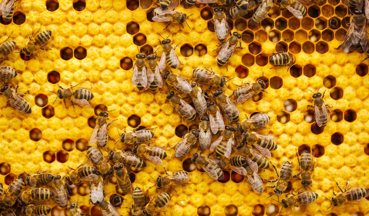 Tracking Progress in Beekeeping Education Through Technology