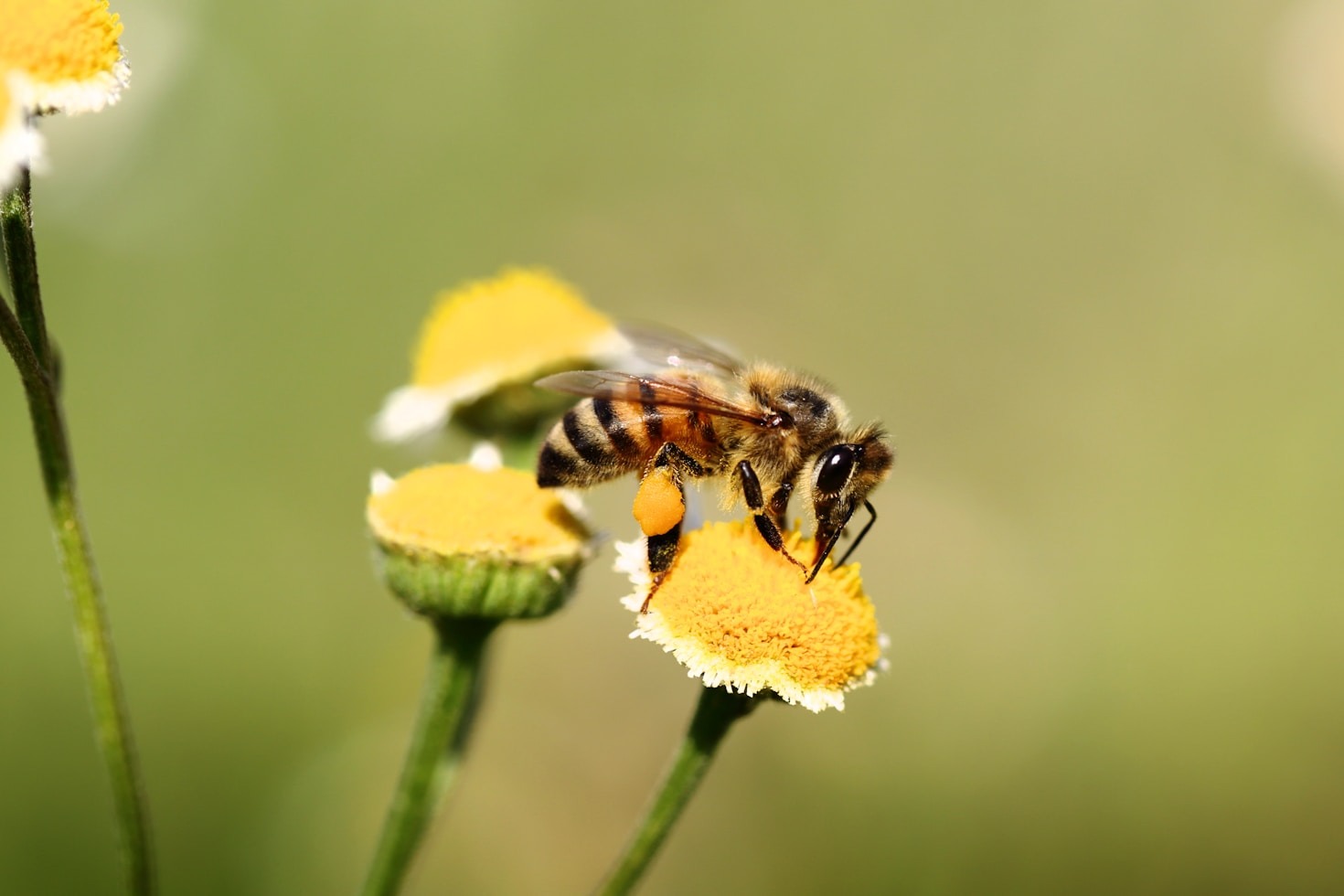 Creating Engaging Lessons for Aspiring Beekeepers