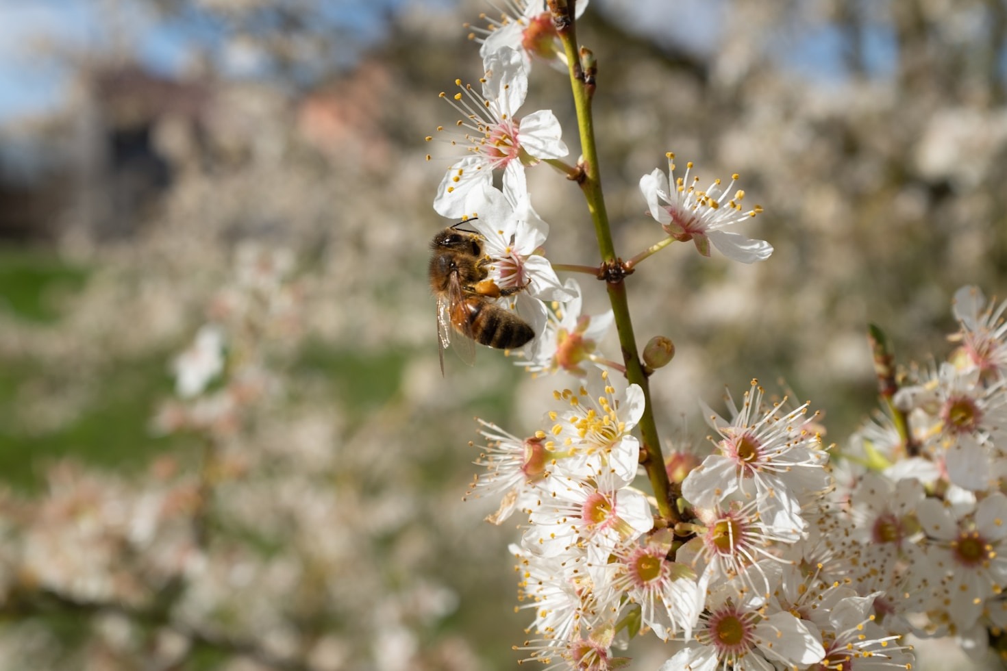 Beekeeping Certification: A Path to Professional Growth